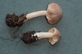 Inocybe fuscidula image