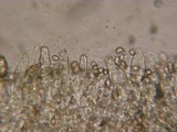 Inocybe fuscidula image