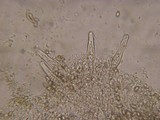 Inocybe fuscidula image