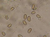 Inocybe fuscidula image