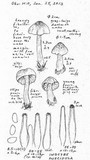 Inocybe fuscidula image