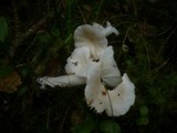 Russula raoultii image