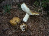 Russula ochroleuca image