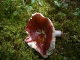 Russula paludosa image