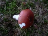 Russula paludosa image