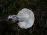 Russula paludosa image