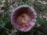 Russula vinosa image