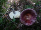 Russula vinosa image