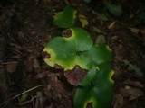 Septoria hepaticae image