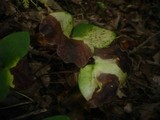 Septoria hepaticae image