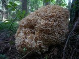Sparassis crispa image