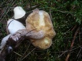 Suillus placidus image