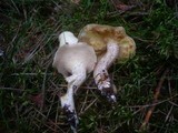 Suillus placidus image