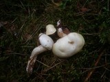 Suillus placidus image