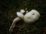 Suillus placidus image