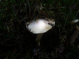 Suillus placidus image