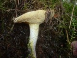 Suillus placidus image