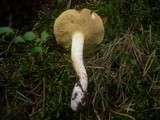Suillus placidus image