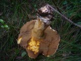 Suillus variegatus image