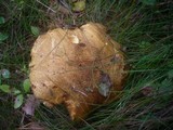 Suillus variegatus image