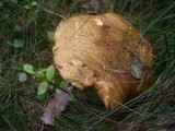 Suillus variegatus image