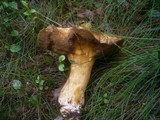 Suillus variegatus image