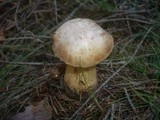 Tylopilus felleus image