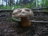 Tylopilus felleus image