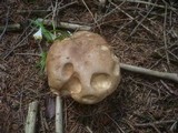 Tylopilus felleus image