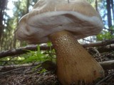 Tylopilus felleus image