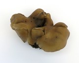 Lyophyllum semitale image