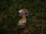 Tylopilus felleus image