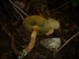 Hortiboletus engelii image