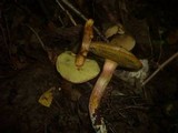 Hortiboletus engelii image