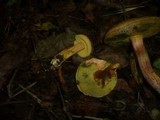 Hortiboletus engelii image