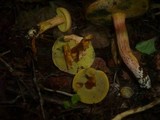 Hortiboletus engelii image