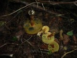 Hortiboletus engelii image