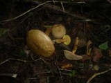 Hortiboletus engelii image