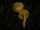 Hortiboletus engelii image