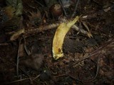 Hortiboletus engelii image