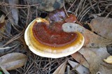 Ganoderma curtisii image