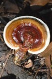 Ganoderma curtisii image