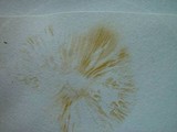 Descolea maculata image