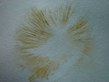 Descolea maculata image