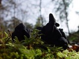 Helvella lacunosa image