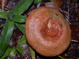 Lactarius rubrilacteus image