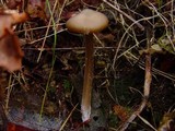 Entoloma hirtipes image