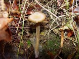 Entoloma hirtipes image
