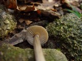 Entoloma hirtipes image