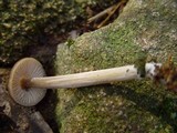 Entoloma hirtipes image